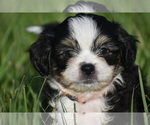 Small #1 Auss-Tzu