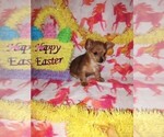 Small Photo #1 Poodle (Toy)-Yorkshire Terrier Mix Puppy For Sale in LAPEER, MI, USA