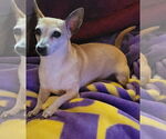 Small #4 Chihuahua