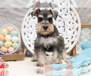 Schnauzer (Miniature) Dog for Adoption in SYRACUSE, Indiana USA