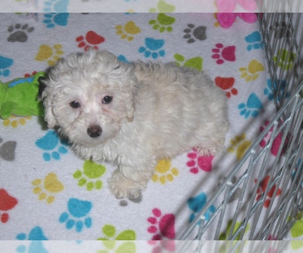 Medium Photo #12 Havanese-Poodle (Toy) Mix Puppy For Sale in ORO VALLEY, AZ, USA
