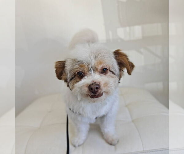Medium Photo #1 Havanese-Unknown Mix Puppy For Sale in San Jose, CA, USA