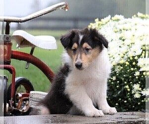 Collie Puppy for sale in FREDERICKSBG, OH, USA