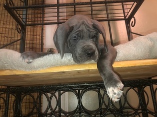 Great Dane Puppy for sale in GAINESVILLE, GA, USA