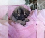 Small Photo #5 King Shepherd Puppy For Sale in YUCCA VALLEY, CA, USA