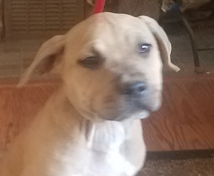 Medium Photo #1 American Staffordshire Terrier Puppy For Sale in ANZA, CA, USA