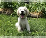 Small Photo #18 Golden Retriever Puppy For Sale in SCHNECKSVILLE, PA, USA