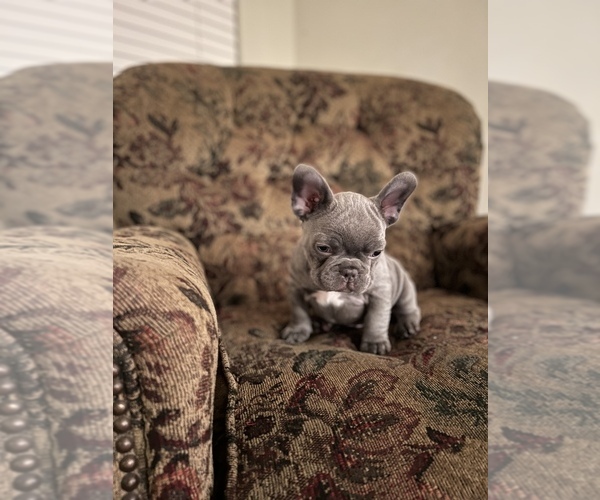 Medium Photo #6 French Bulldog Puppy For Sale in CHINO, CA, USA