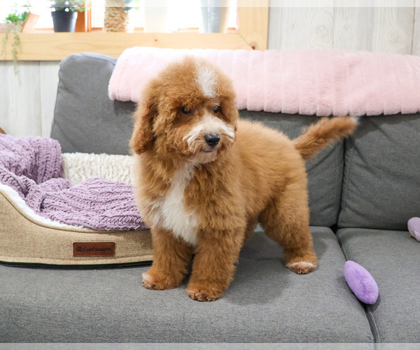 Medium Photo #9 Goldendoodle mix (+ Poodle Miniature) Puppy For Sale in SYRACUSE, IN, USA