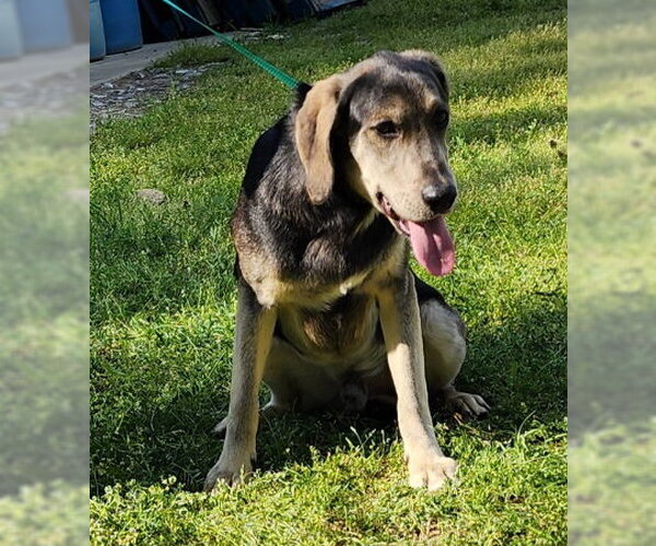 Medium Photo #5 Mutt Puppy For Sale in Wetumpka, AL, USA