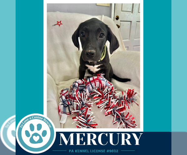 Medium Photo #4 Labrador Retriever-Unknown Mix Puppy For Sale in Kimberton, PA, USA