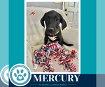 Small #3 Labrador Retriever Mix