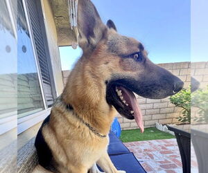 Henry - Male German Shepherd Dog Dog for Adoption - Photo #3