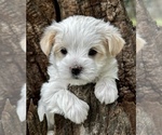 Small #2 YorkiePoo