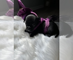 Chihuahua Puppy for Sale in TAMPA, Florida USA