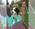 Small Photo #64 Australian Shepherd-Cavalier King Charles Spaniel Mix Puppy For Sale in HOWLAND, OH, USA