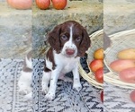 Puppy Forrest English Springer Spaniel