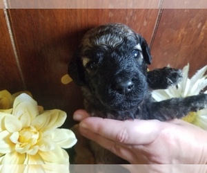 Poodle (Standard) Puppy for sale in SOUTHFIELD, MI, USA