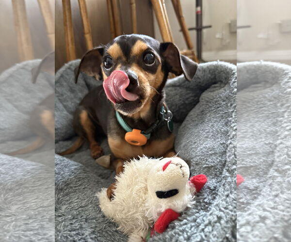 Medium Photo #6 Chipin Puppy For Sale in Lake Elsinore, CA, USA