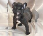 Small Photo #1 French Bulldog Puppy For Sale in HOMESTEAD, FL, USA