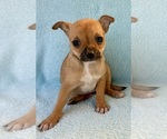 Small #3 Chihuahua