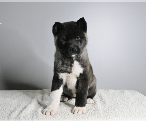 Medium Photo #4 Akita Puppy For Sale in MILLERSBURG, OH, USA