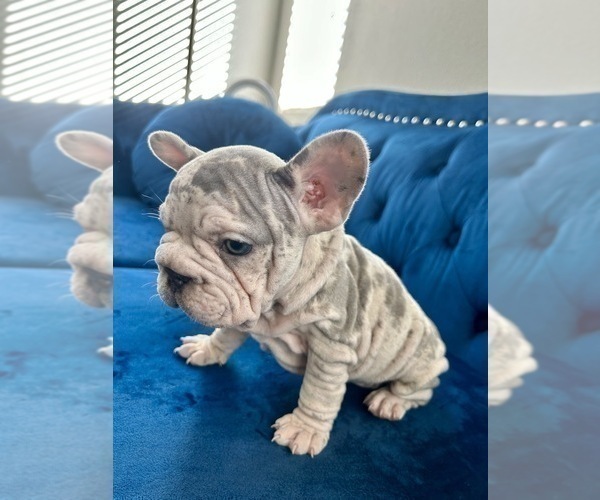 Medium Photo #8 French Bulldog Puppy For Sale in TAMPA, FL, USA