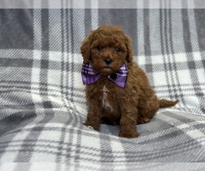 Cavapoo Puppy for sale in LAKELAND, FL, USA