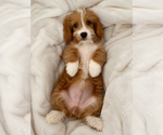 Small #13 Cavapoo (Miniature)