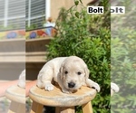 Small Photo #126 Golden Retriever Puppy For Sale in CARLSBAD, CA, USA