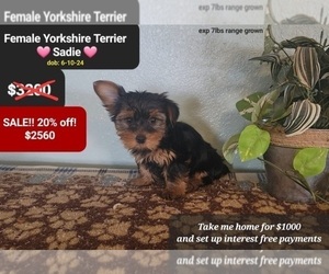 Yorkshire Terrier Puppy for Sale in TUCSON, Arizona USA