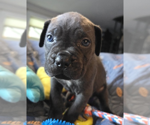Medium Photo #14 Cane Corso Puppy For Sale in HENRY, VA, USA