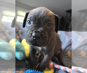 Medium Cane Corso