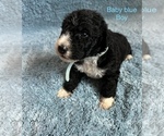 Puppy 5 Airedoodle