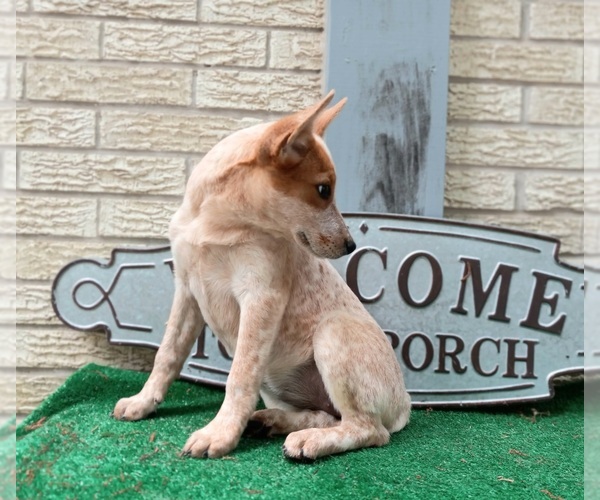 Medium Photo #2 Australian Cattle Dog Puppy For Sale in CARTHAGE, TX, USA