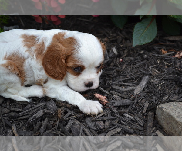 Medium Photo #3 Cavalier King Charles Spaniel Puppy For Sale in GREENWOOD, WI, USA