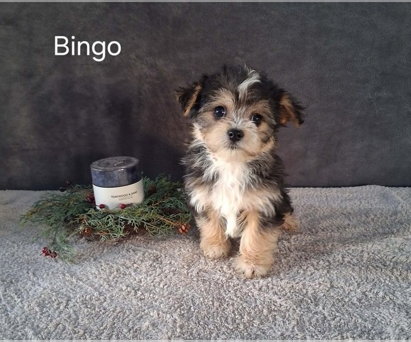 Medium Photo #1 Yo-Chon Puppy For Sale in MOUNT PLEASANT, MI, USA