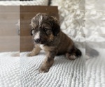Small #21 Bernedoodle