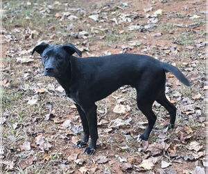 Jax - Male Siberian Husky-Unknown Mix Dog for Adoption - Photo #5