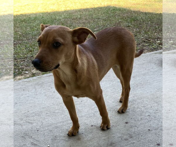 Medium Photo #1 Labrador Retriever-Unknown Mix Puppy For Sale in The Woodlands, TX, USA