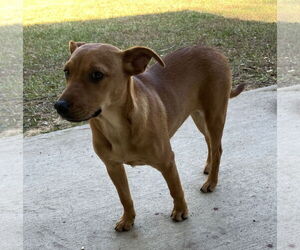 Labrador Retriever-Unknown Mix Dogs for adoption in The Woodlands, TX, USA