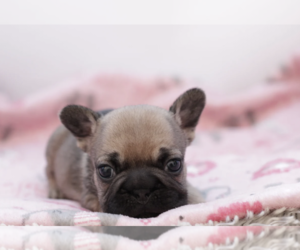 French Bulldog Puppy for sale in SUNNYVALE, CA, USA