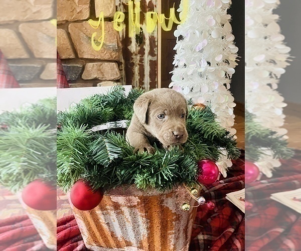 Medium Photo #2 Labrador Retriever Puppy For Sale in LINDEN, MI, USA