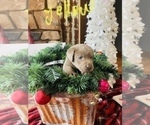Small Photo #2 Labrador Retriever Puppy For Sale in LINDEN, MI, USA