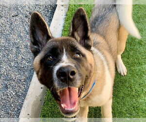 Akita-Unknown Mix Dogs for adoption in Moreno Valley, CA, USA