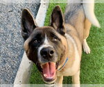 Small Akita Mix
