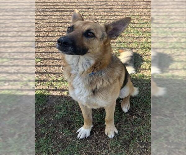 Medium Photo #1 German Shepherd Dog Puppy For Sale in Riverside, CA, USA