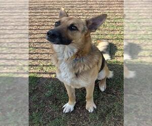 German Shepherd Dog Dogs for adoption in Riverside, CA, USA