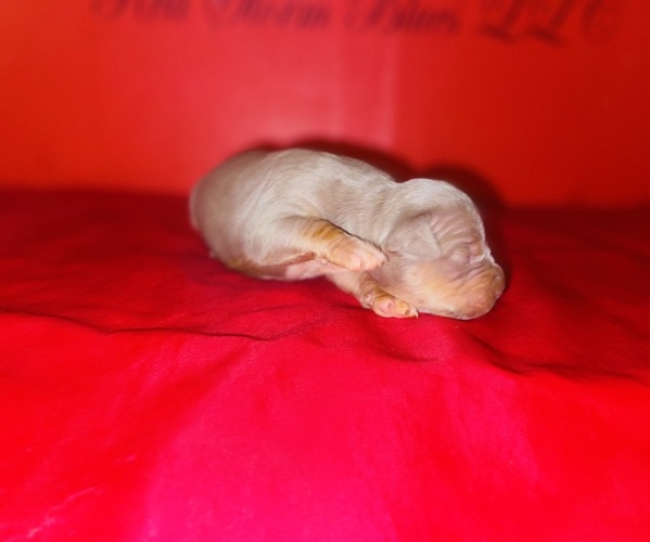 Medium Photo #26 American Bully Puppy For Sale in TRENTON, NJ, USA