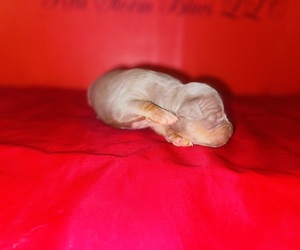 Medium American Bully